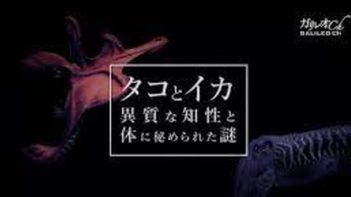 タコとイカ 異質な知性と体に秘められた謎|ガリレオX第228回