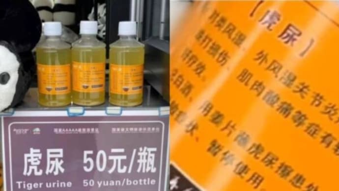 「虎の尿」を販売する中国の動物園 「リューマチに効く」はウソ?