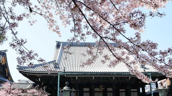 京都・’22桜「仏光寺」染井吉野と紅枝垂れ