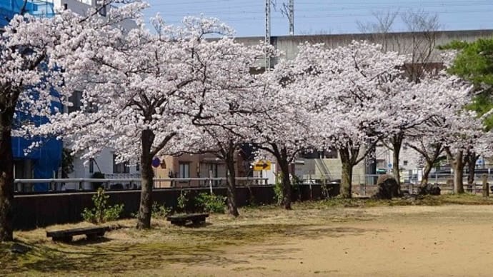 桜花見 2021(2) 愛宕公園