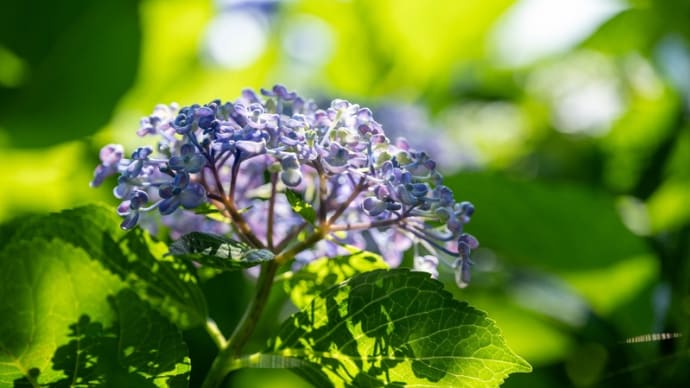権現堂公園の紫陽花 その28