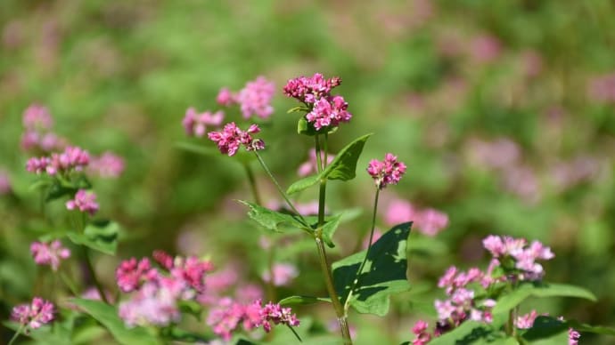 ショウキズイセン狩り 静岡県浜松市 はままつフラワーパーク(4)コスモス:秋桜