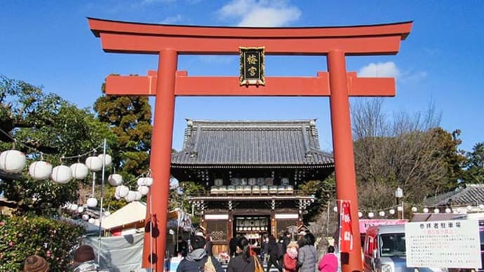 梅宮神社に猫詣で