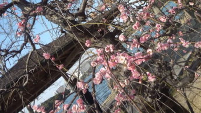 久しぶりの大濠公園~♪