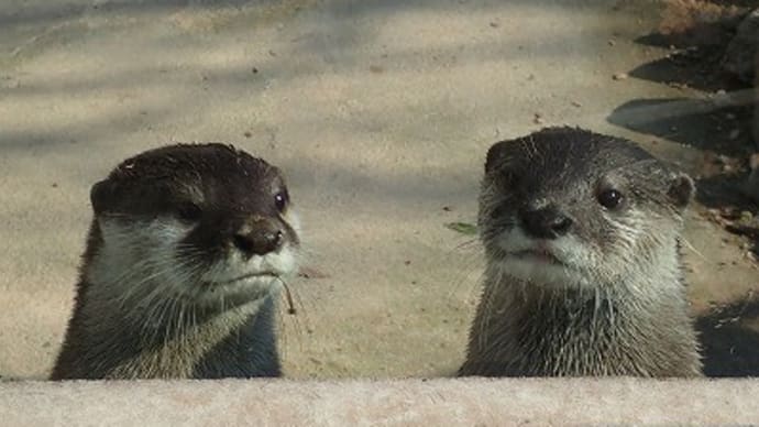 さいたま水族館のコツメカワウソ