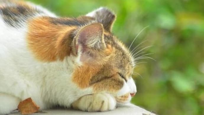 飼い主のいない猫 不妊去勢手術などの費用を助成します🐱