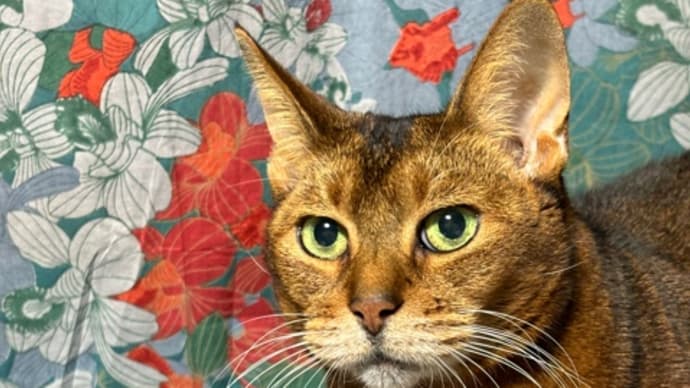 飼い主のメンタルと猫のメンタルの関係性
