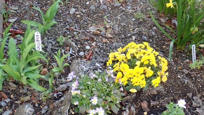 身近な野草を探す2