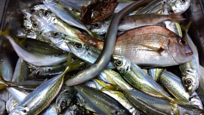 アジ釣りに行けました♪