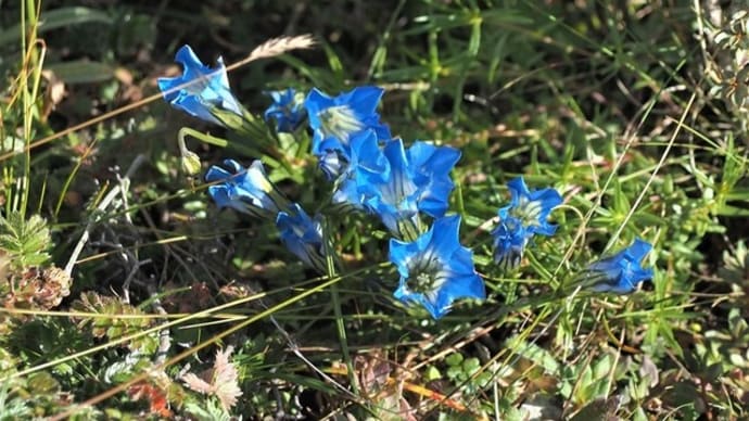 四川省、カツラ峠近くの標高約4,200mで出会った花