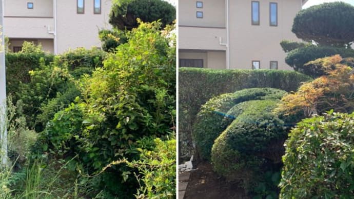 主のいなくなったお庭のつるにおおわれ見えなくなった植木たちにモミジの木がみえるように