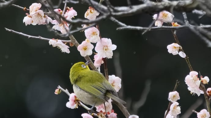 メジロは不調