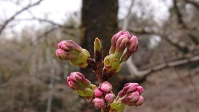 桜の蕾🎵この胸のときめきを=ポール・モーリア🎵