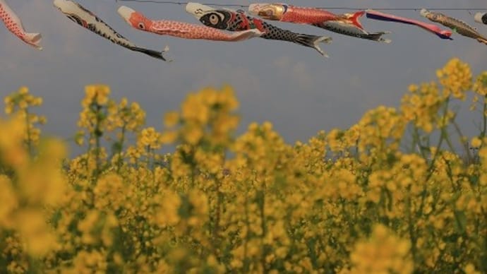桜も散り始めた。。。