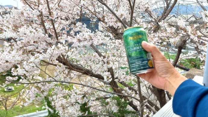 「SAKURA」🌸Japan where cherry blossoms bloom3種の桜が同時に見れる長岡京市勝竜寺犬川