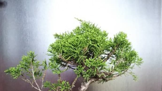 5月 シンパクの芽積み、剪定