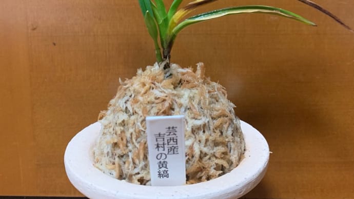 吉村の黄縞