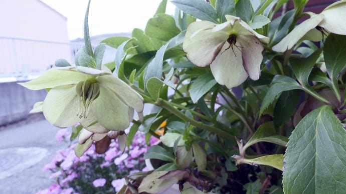 庭の花