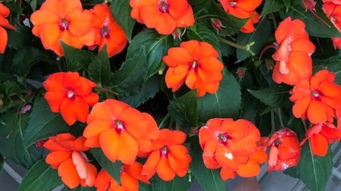 サンパチェンスの花 20220612
