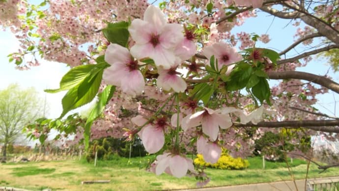 今日の桜🌸探訪・・花吹雪
