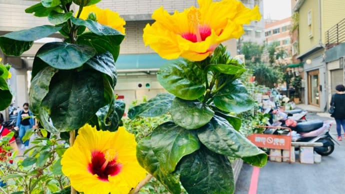 街角の花に気分があがる