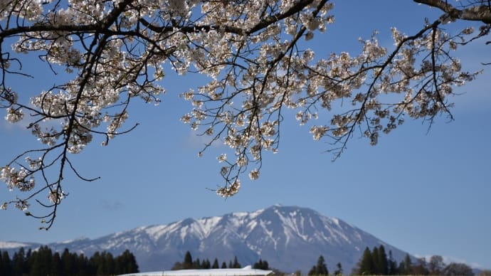 ソメイヨシノ狩り 岩手県立御所湖広域公園 雫石川園地の桜並木(3)岩手山とソメイヨシノ