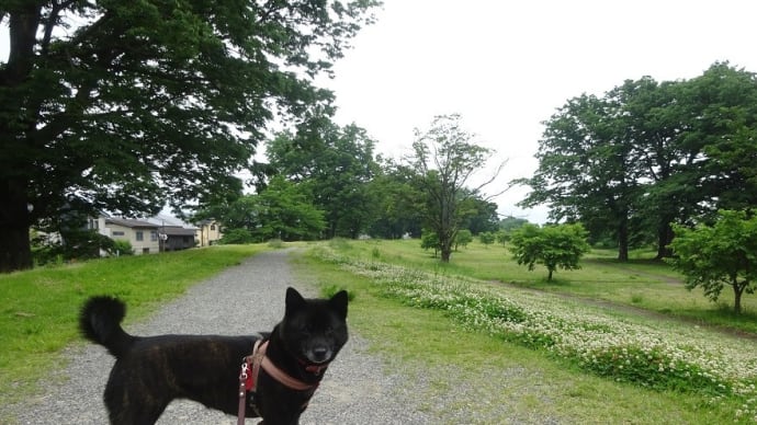 信玄堤公園