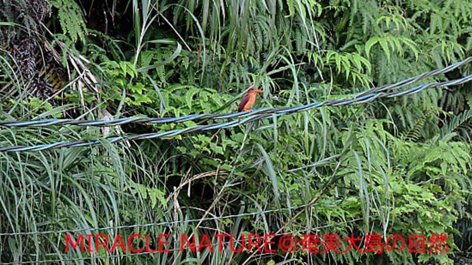 勤め先の敷地のリュウキュウアカショウビン親子