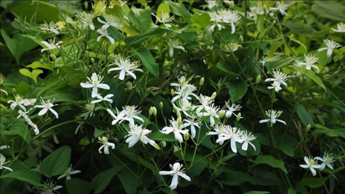 和製クレマチス・・・ 白い花で清楚なセンニンソウが今、満開で～す。