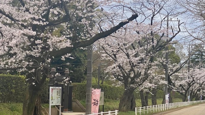 佐倉城址公園の桜