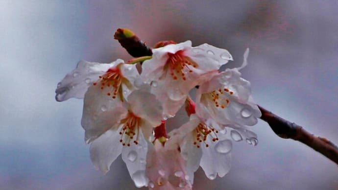 桜流し　花雫