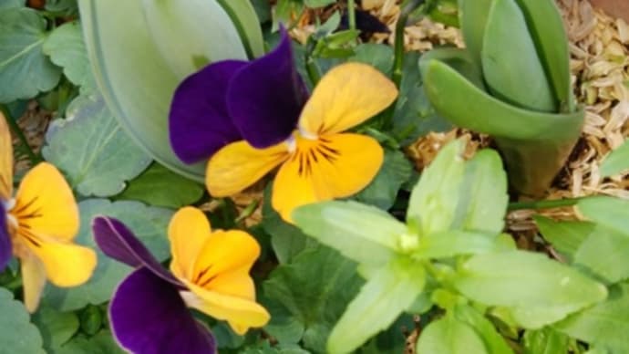 チューリップの芽と色々 20240224