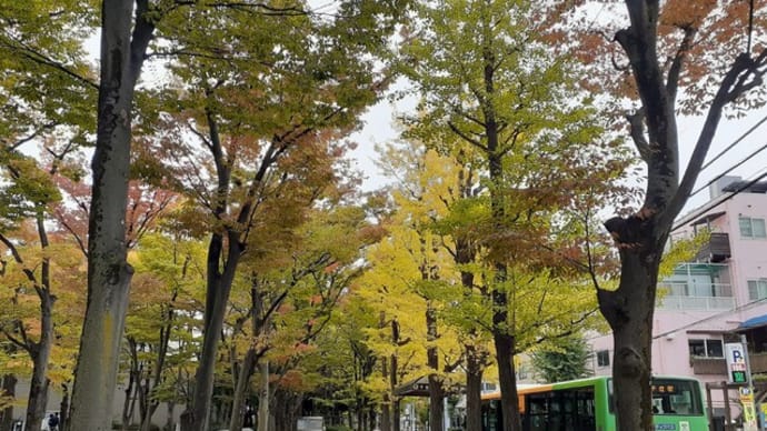東京都立大学の黄葉