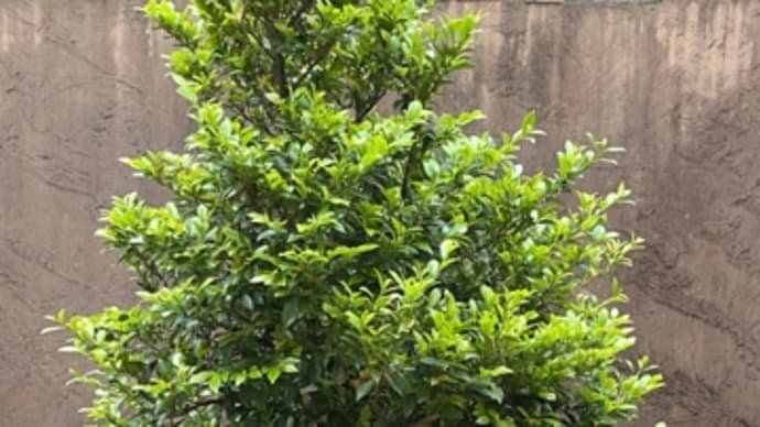 植木屋さん。