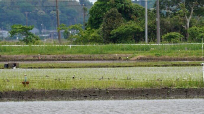 田植えの季節はシギチの季節か?
