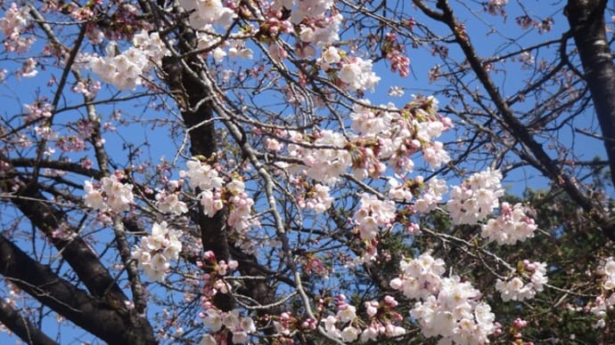 お花見ドライブ♪