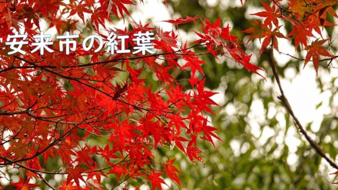 安来市の紅葉 11月16日 撮影分