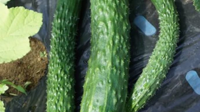 夏野菜の収穫