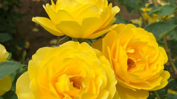 🌻ベルばらSS/アンドレ お誕生日に寄せて ◆◆ 白猫 ◆◆