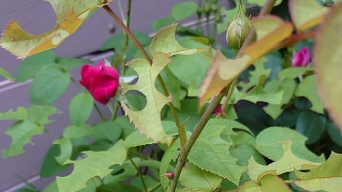 黙認