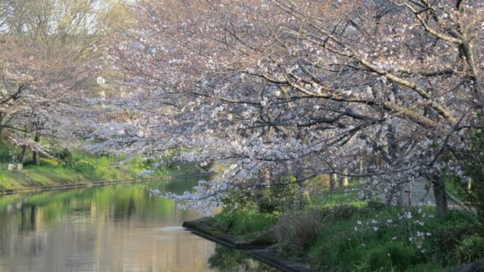 いよいよ桜の季節