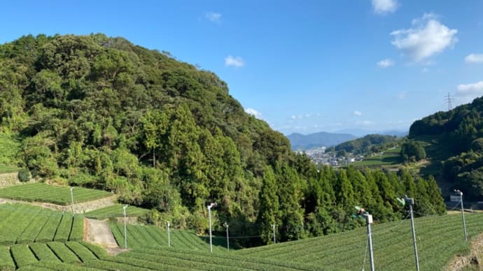 なかいけ😊甘〜い柿