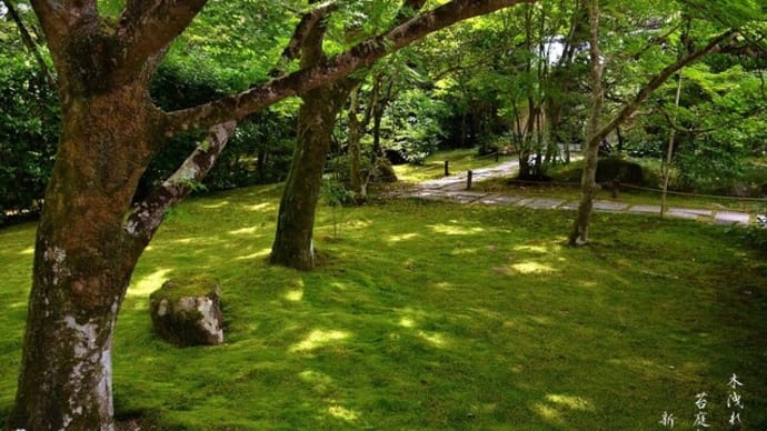 木洩れ日の 苔庭静か 新緑の候
