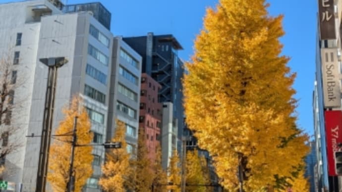 11586回目のブログ更新 イチョウ並木