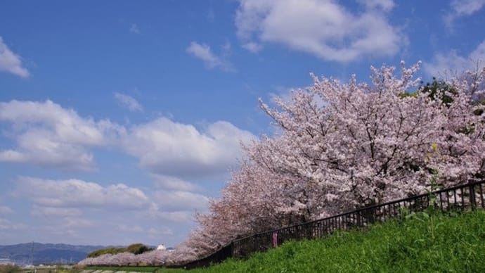 桜めぐり、内山永久寺跡~天理ダム~山の辺の道へ