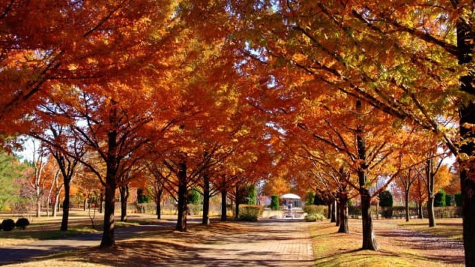 生態系公園で皇帝ダリアを見た。(2011年11月12日)