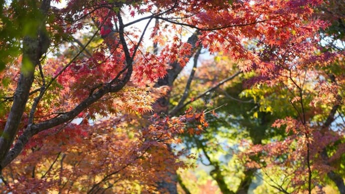 【番外編】箱根紅葉巡り・箱根美術館から芦ノ湖へ