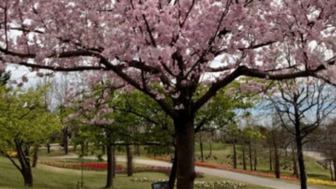 4/15(月)淡路島➃-3国営明石海峡公園〜桜〜🎵花はどこへ行った
