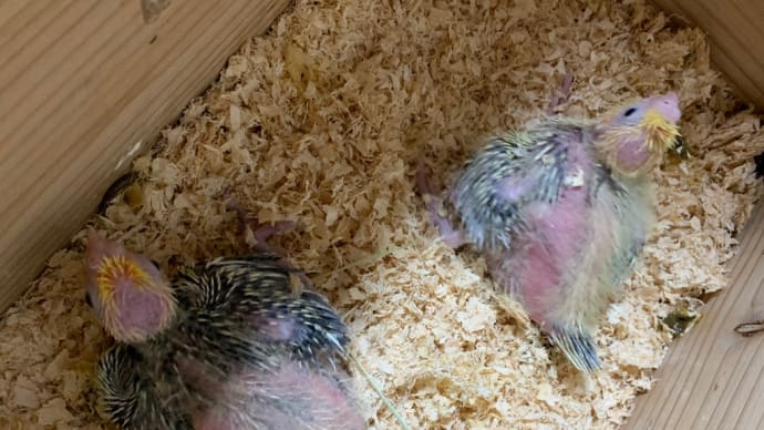オカメインコ3兄弟🐣🐣🐣