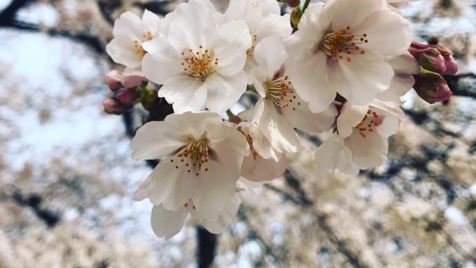 桜🌸散歩三昧と〇〇感。